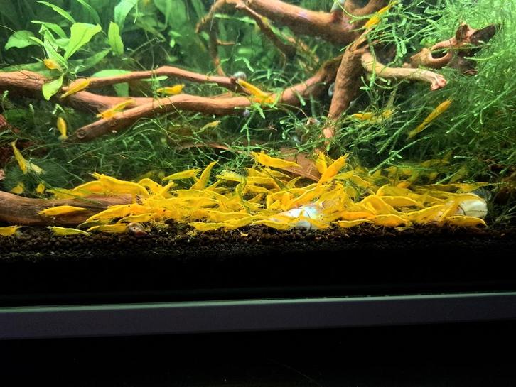 100 mooie gele citroengarnalen, Dieren en Toebehoren, Vissen | Aquariumvissen, Zoetwatervis, Kreeft, Krab of Garnaal