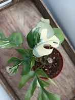 Rhaphidophora Tetrasperma White Monster plant, Huis en Inrichting, Kamerplanten, Ophalen of Verzenden