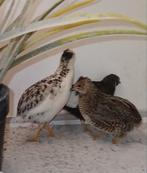 Trio dwergkwartels inclusief startpakketje, Dieren en Toebehoren, Vogels | Overige Vogels, Meerdere dieren