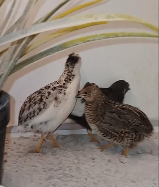 Trio dwergkwartels inclusief startpakketje, Dieren en Toebehoren, Vogels | Overige Vogels, Meerdere dieren