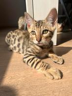 Savannah/Bengaal nog 1 kitten, Dieren en Toebehoren, Katten en Kittens | Raskatten | Korthaar, Ontwormd, 0 tot 2 jaar, Poes