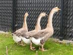 Trio knobbelganzen, Dieren en Toebehoren, Pluimvee, Meerdere dieren, Kip