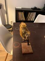 Opgezette eekhoorn, Verzamelen, Dierenverzamelingen, Ophalen, Zo goed als nieuw, Wild dier, Opgezet dier