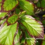 Parrotia persica Felicie Perzisch IJzerhout 200-250 cm, Overige soorten, Lente, 100 tot 250 cm, Ophalen