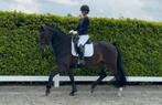 Brave & betrouwbare 6-jarige ruin, ZZ, Gechipt, Ruin, Dressuurpaard