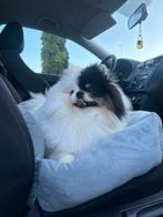 Pomeriaan dekreu, Reu, 1 tot 2 jaar, Eén hond, Nederland