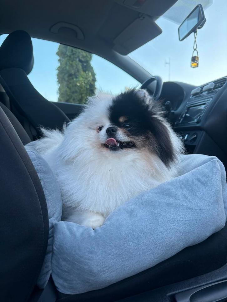 Pomeriaan dekreu, Dieren en Toebehoren, Honden | Dekreuen, Reu, Particulier, Eén hond, Nederland, 1 tot 2 jaar