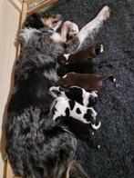 Friese Stabij pups (schimmel, bruin en zwart), Dieren en Toebehoren, Honden | Niet-rashonden, Particulier, Meerdere, 8 tot 15 weken