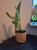 Sansevieria, vrouwentong, Ophalen, Overige soorten, Halfschaduw, In pot
