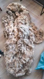 Hele schapenvacht walliser schwarznase. 2025 geschoren, Ophalen of Verzenden, Spinwol