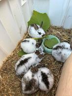 5 baby konijntjes 4 vrouwtjes 1 mannetje, Dieren en Toebehoren, Konijnen, Meerdere dieren, Dwerg