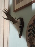 Gewei ree 2 stuks, Verzamelen, Dierenverzamelingen, Ophalen of Verzenden, Zo goed als nieuw, Hert, Gewei of Kop