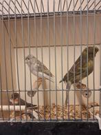 Kanarie's met kuif, Dieren en Toebehoren, Mannelijk, Kleurkanarie