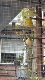 Waterslagers man, Dieren en Toebehoren, Mannelijk, Kleurkanarie