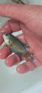 Zeer zeldzame paradijsvis / Macropodus, Dieren en Toebehoren, Vissen | Aquariumvissen, Vis