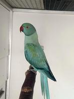 Halsbandparkiet Opaline Turquoise split Bleekstaart Man 2025, Dieren en Toebehoren, Vogels | Parkieten en Papegaaien, Mannelijk