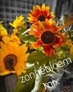 Zonnebloem Zaadjes Mix, Ophalen of Verzenden, Voorjaar, Volle zon, Zaad