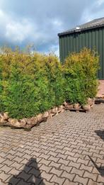 Thuja Brabant, Tuin en Terras, Overige soorten, Ophalen of Verzenden, 100 tot 250 cm