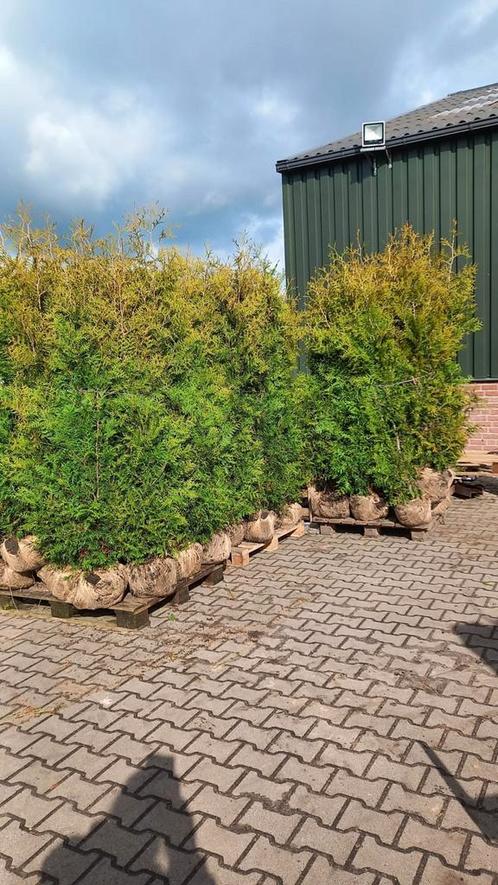 Thuja Brabant, Tuin en Terras, Planten | Struiken en Hagen, Overige soorten, 100 tot 250 cm, Ophalen of Verzenden