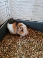 Zeugje teddy cavia, Dieren en Toebehoren, Knaagdieren, Cavia, Vrouwelijk, Tam, September