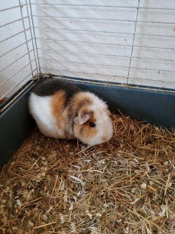 Zeugje teddy cavia  beschikbaar voor biedingen