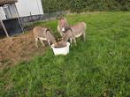 MINI EZELS TEKOOP AANGEBODEN, Dieren en Toebehoren, Maart, Meerdere dieren