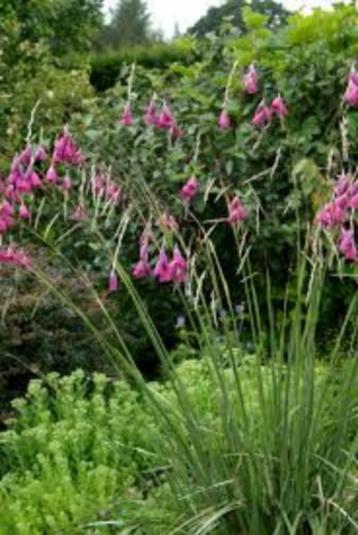 Zaden Dierama pulcherrimum beschikbaar voor biedingen