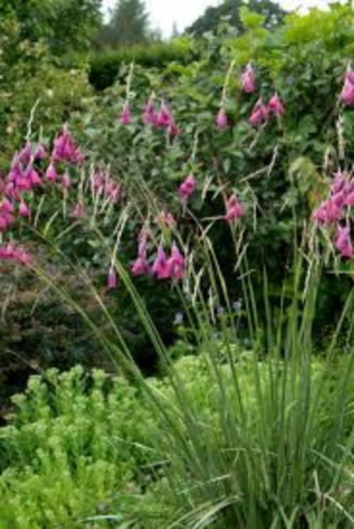 Zaden Dierama pulcherrimum, Tuin en Terras, Bloembollen en Zaden, Volle zon, Verzenden