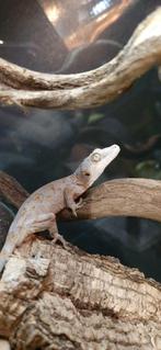 Gargoyle gekko's, Dieren en Toebehoren, Reptielen en Amfibieën, 0 tot 2 jaar, Hagedis