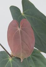 Anthurium Antolakii (BVEP) x Red Spider, Huis en Inrichting, Ophalen of Verzenden, Halfschaduw, Minder dan 100 cm