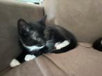 Baby poesjes, Dieren en Toebehoren, Katten en Kittens | Overige Katten, Geslacht onbekend, Kortharig, 0 tot 2 jaar