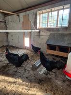 Australorp hanen twee stuks, Dieren en Toebehoren, Pluimvee, Mannelijk, Kip