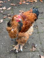Mooie brahma kruising  haan, Dieren en Toebehoren, Pluimvee, Mannelijk, Kip