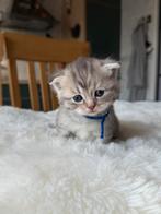 katten, Dieren en Toebehoren, Katten en Kittens | Raskatten | Korthaar, Poes