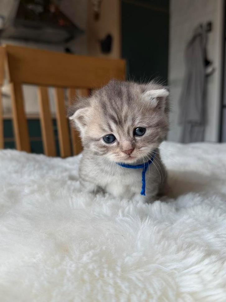 Britse kat korte, Dieren en Toebehoren, Katten en Kittens | Raskatten | Korthaar, Poes