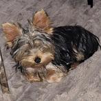 2 zeer  kleine mini yorkshire terrier 13 weekjes oud, Dieren en Toebehoren, Yorkshire Terriër, Rabiës (hondsdolheid), Reu, 8 tot 15 weken