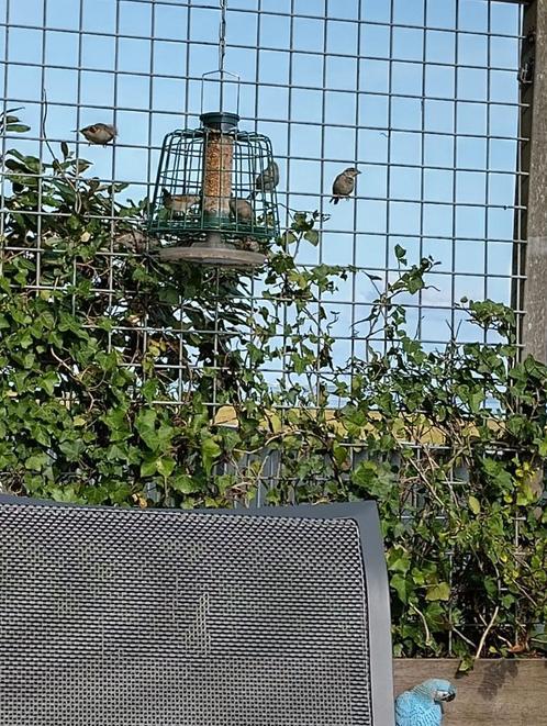 VOERKOOI VOOR VOGELS voor buiten met opvangbak en voer, Dieren en Toebehoren, Vogels | Toebehoren, Gebruikt, Eten en Drinken, Ophalen