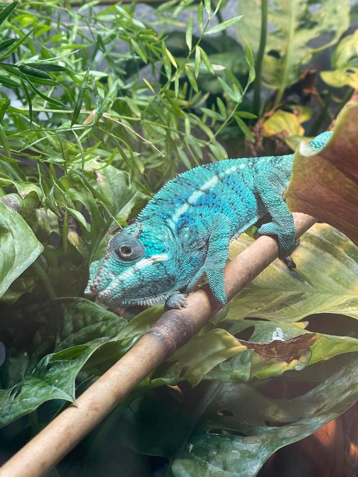 Panter kameleon Nosy Be, Dieren en Toebehoren, Reptielen en Amfibieën, Hagedis, Met terrarium