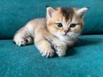 Te koop raszuivere Britse korthaar kittens, Dieren en Toebehoren, Meerdere dieren, Gechipt, 0 tot 2 jaar