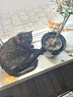 2 lieve poezen zoeken een nieuw huisje, Dieren en Toebehoren, Poes, Kortharig, 6 jaar of ouder