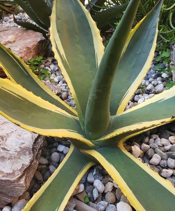 Agave Butterfingers, Tuinplant, Stek, Cactus, Stekje