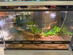 Tamme rattenslang - snow motley (met terrarium), Slang, Met terrarium