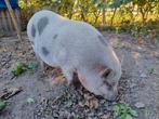 Gratis; borgje 2 jaar oud, Dieren en Toebehoren, Schapen, Geiten en Varkens, Mannelijk, 0 tot 2 jaar