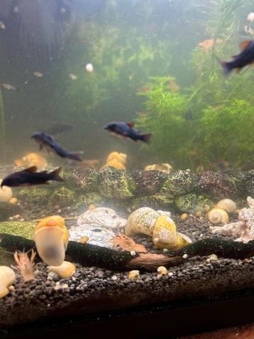 Corydora black Venezuela beschikbaar voor biedingen