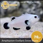 Nemo Snow Storm, Dieren en Toebehoren, Vissen | Aquariumvissen, Vis, Zoutwatervis, Schoolvis