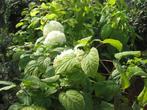 Hydrangea hortensia Annabell Grandiflora Paniculata., Tuin en Terras, Planten | Struiken en Hagen, Ophalen, Hortensia, Struik