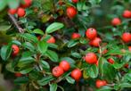 bodembedekker Cotoneaster dammeri 'Miranda' - Dwergmispel, Tuin en Terras, Planten | Tuinplanten, Halfschaduw, Vaste plant, Bodembedekkers