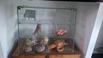 Uniek oud antiek glazen vitrine kastje, Antiek en Kunst, Ophalen