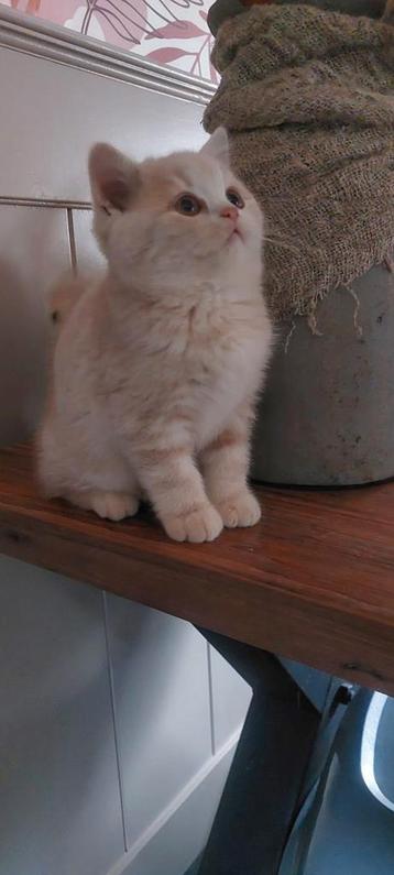 Brits korthaar kittens Met of zonder stamboom  beschikbaar voor biedingen