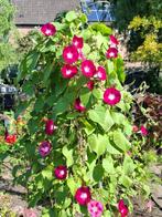 Ipomoea Crimson Rambler, Ophalen of Verzenden, Voorjaar, Volle zon, Zaad